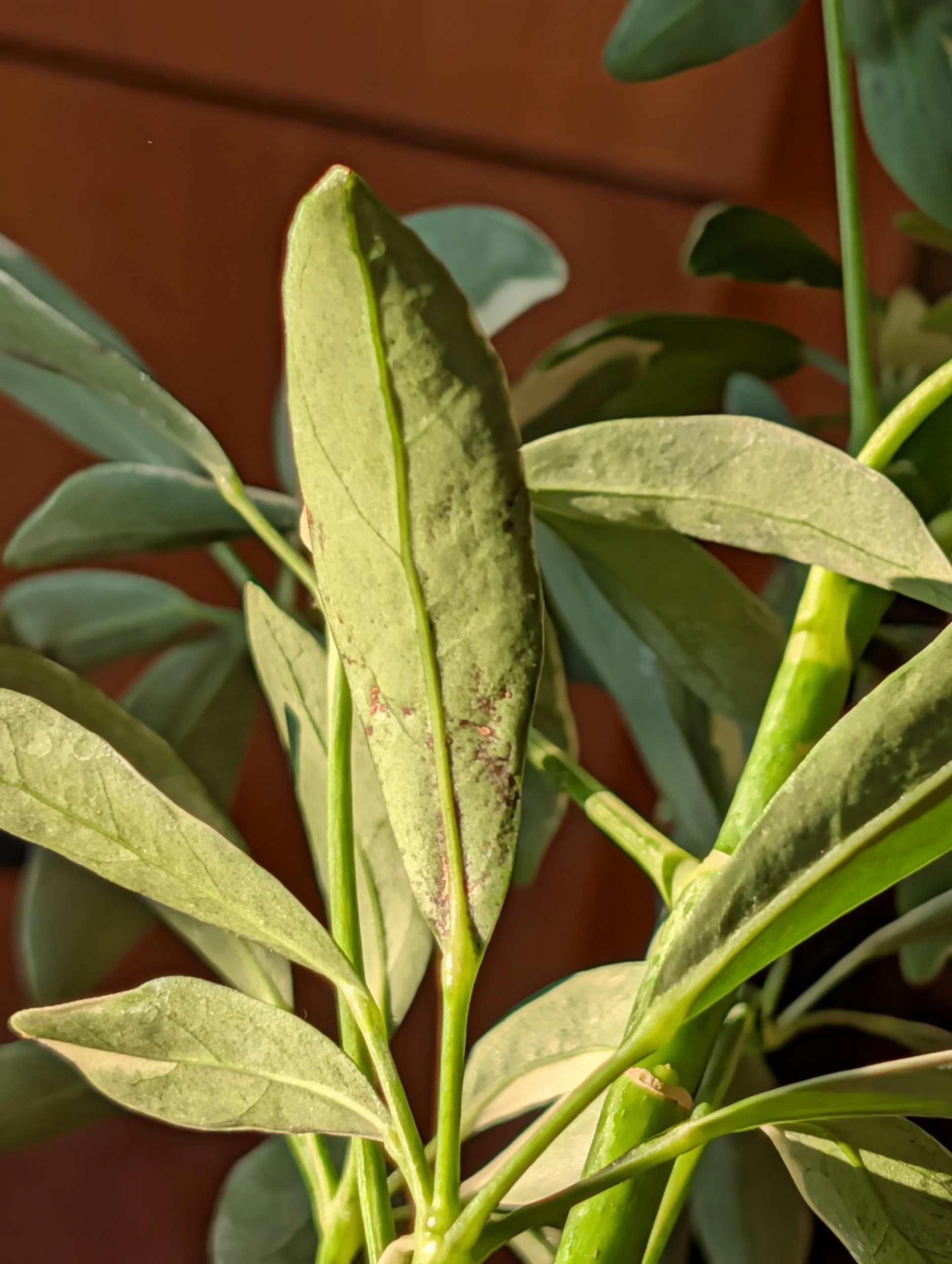 Puntini neri sotto le foglie della Schefflera: parassiti o solo troppa acqua?