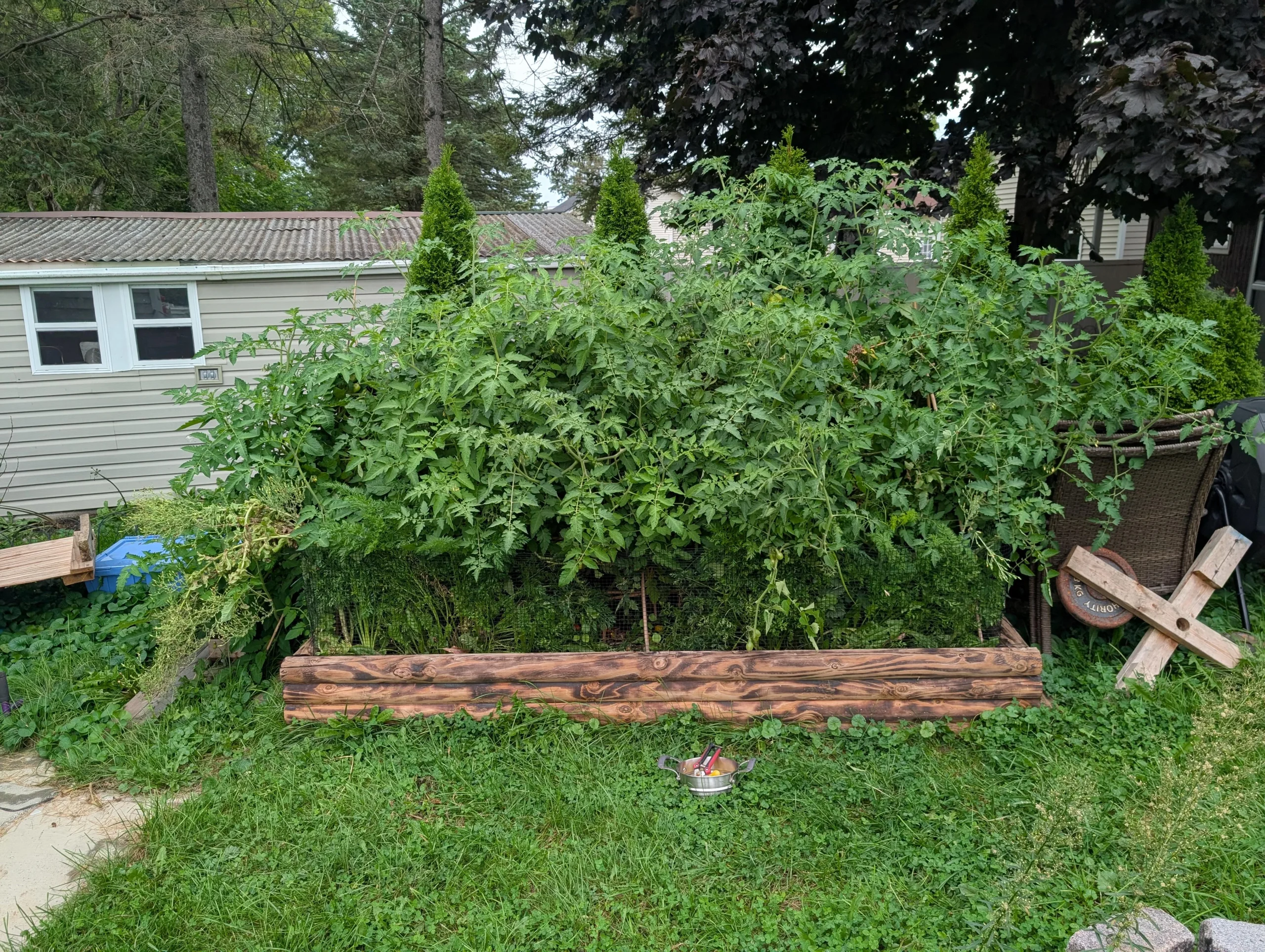 Quando cimare i pomodori a fine stagione: il calcolo che salva i frutti ancora verdi