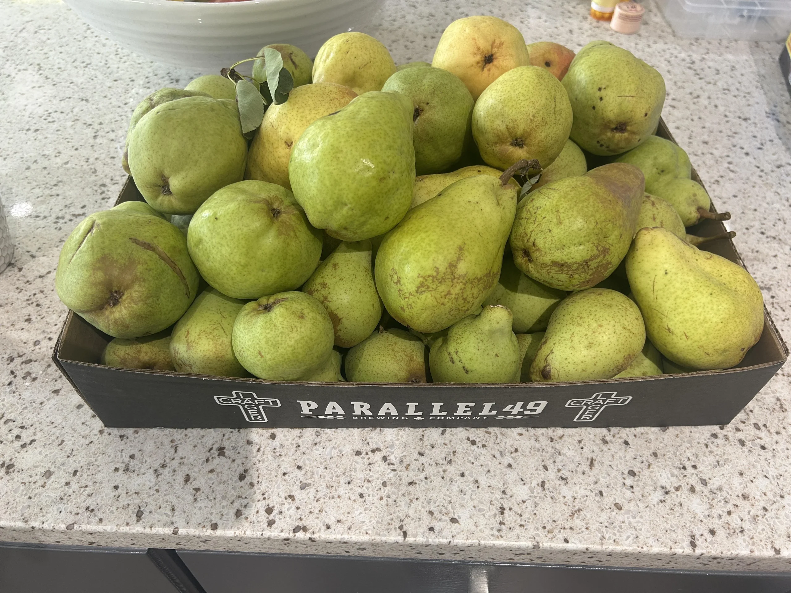 Quando raccogliere le pere: il test dei 90 gradi e il trucco del frigo per averle mature fino a dicembre