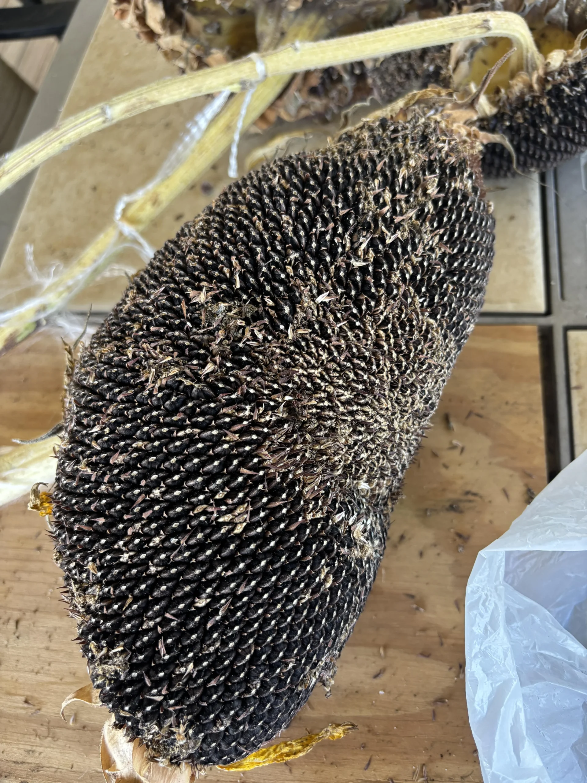 Raccogliere semi di girasole: perché tanti gusci sono vuoti e come selezionare solo quelli pieni