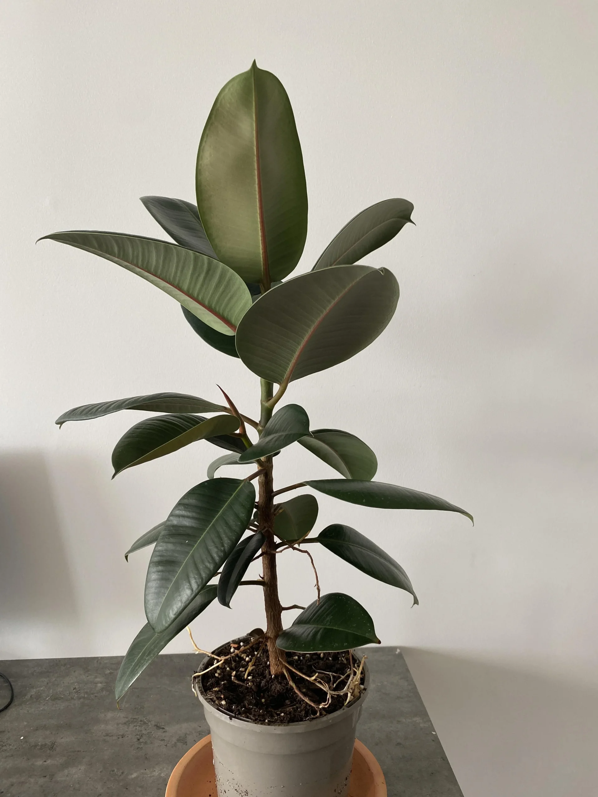Radici aeree sul Ficus elastica: perché non sono un premio ma un campanello d'allarme