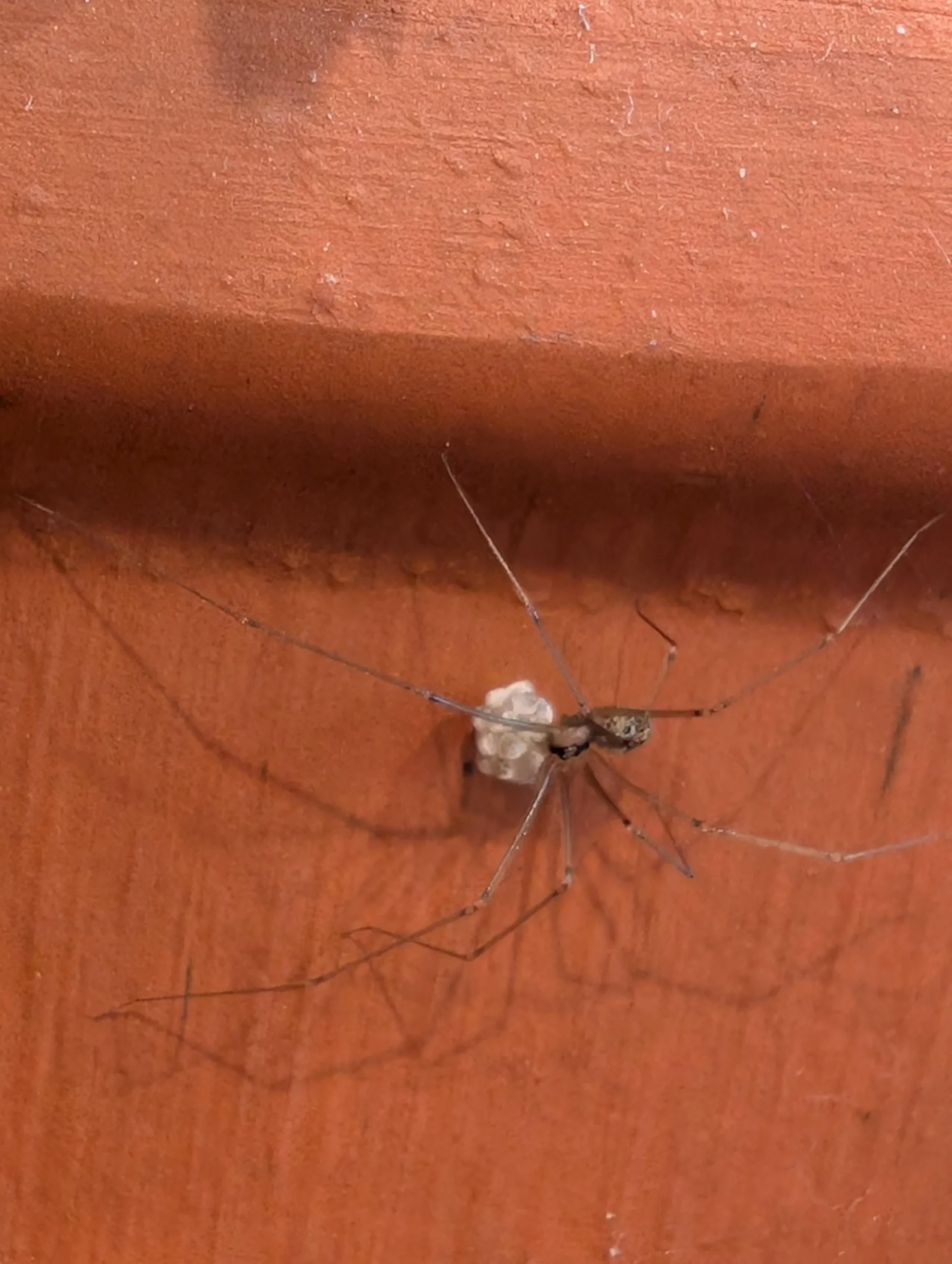 Ragno con sacco di uova bianco nel vaso: cosa succede davvero e come gestirlo senza fare danni