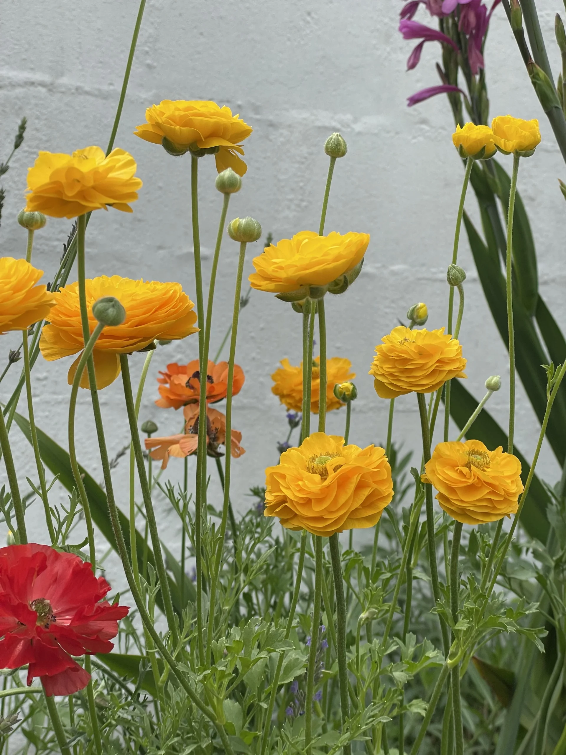 Ranuncoli, quando piantare gli artigli: calibro, ammollo e pre-germinazione per sapere già quanti fiori avrai
