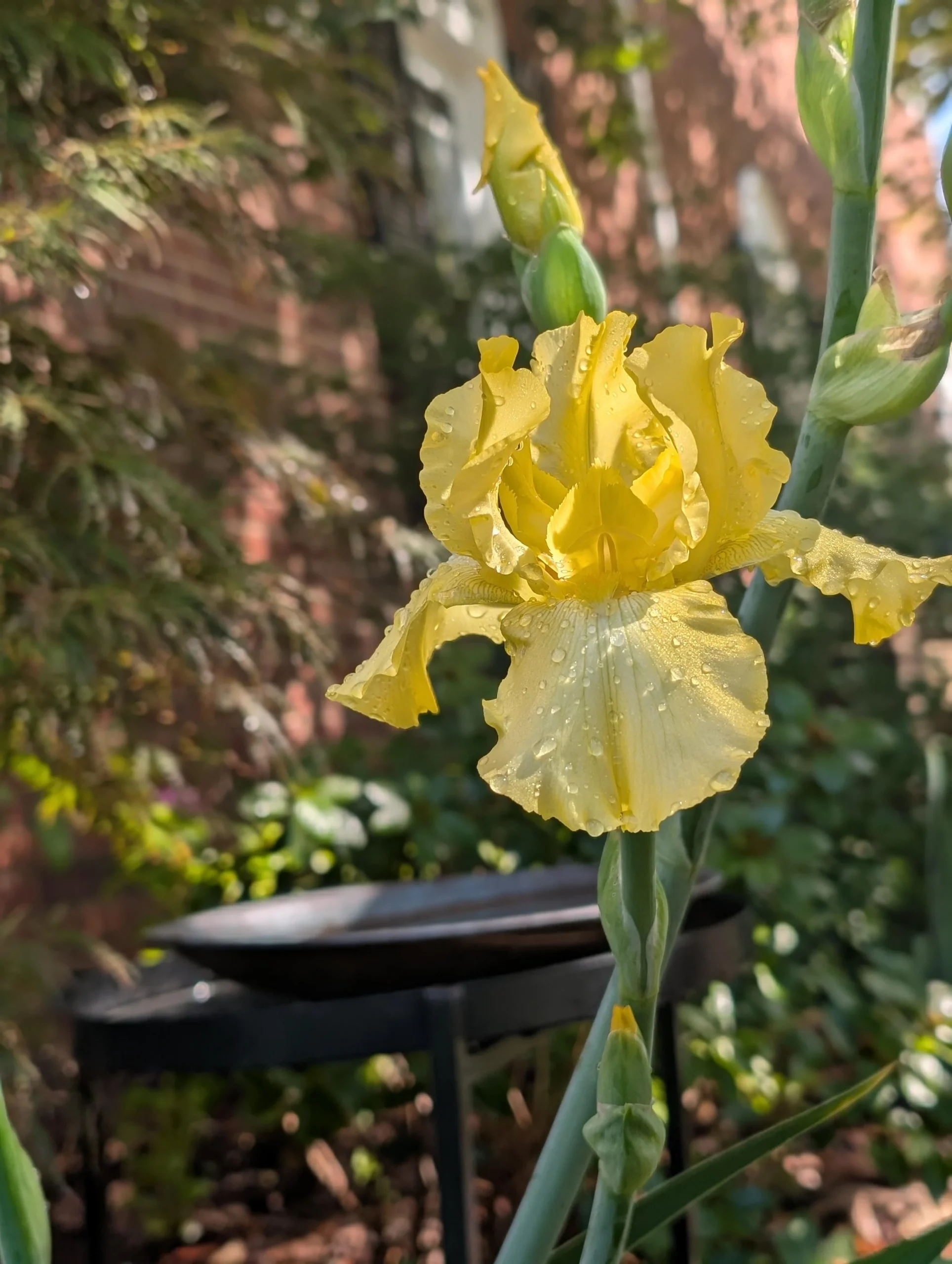 Rizomi di iris: quando dividere e come capire dal ciuffo se fiorirà
