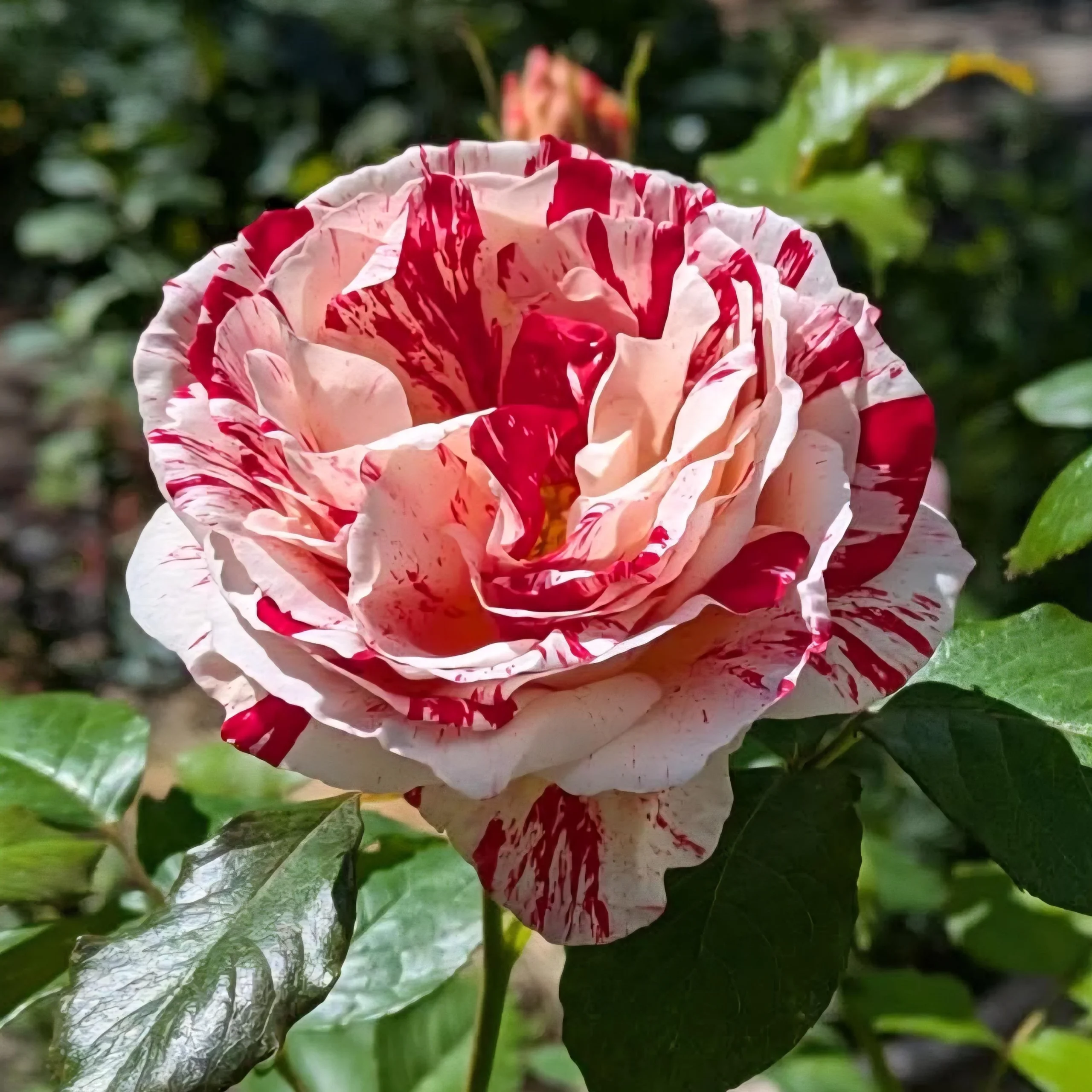 Rose striate: perché ogni fiore ha un disegno diverso e cosa fare se un ramo torna rosso