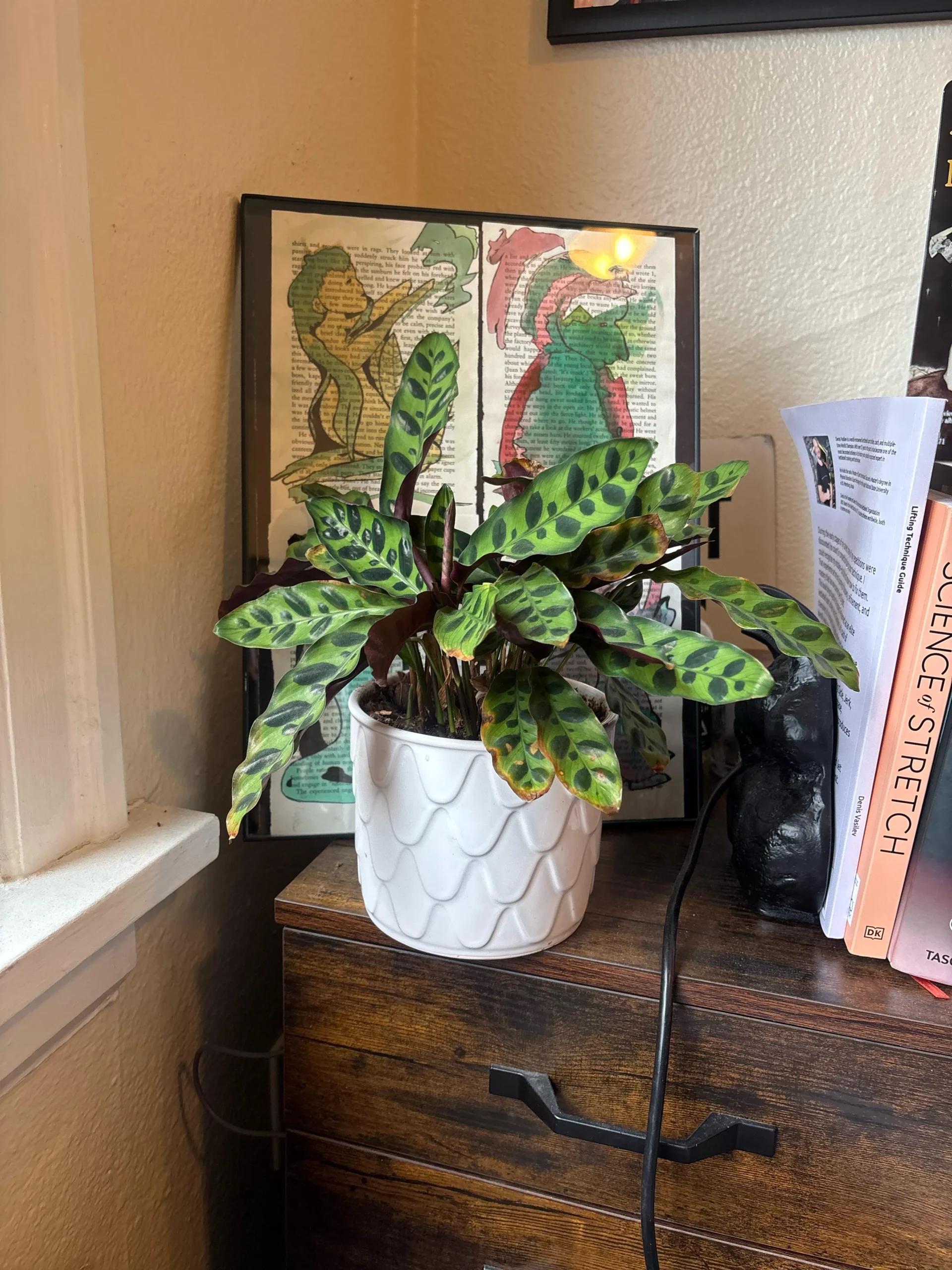Sassi sul fondo del vaso: il trucco che sta annegando le radici della tua Calathea