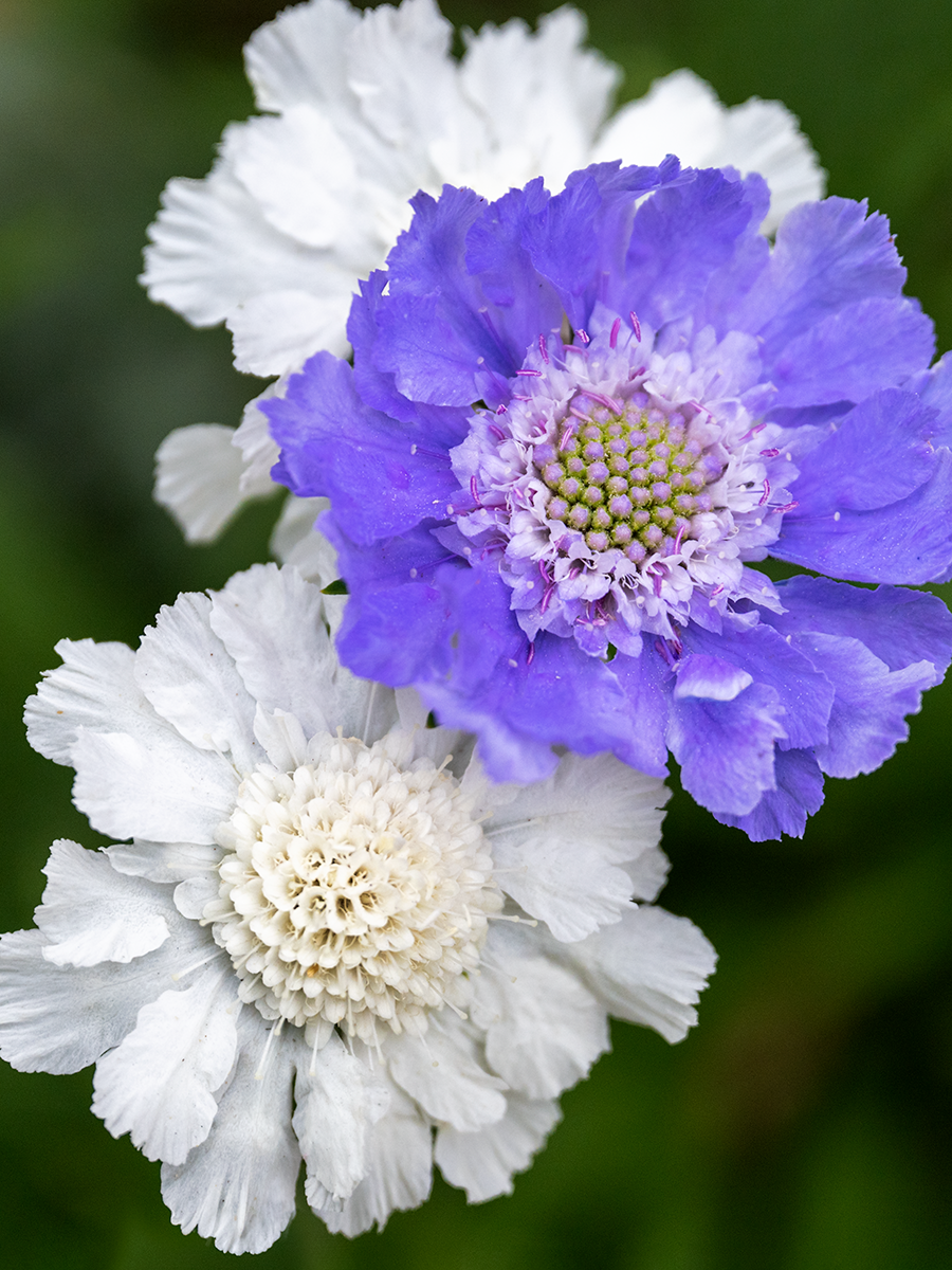 Scabiosa, il fiore puntaspilli: quando tagliarla e perché in Italia si semina in autunno