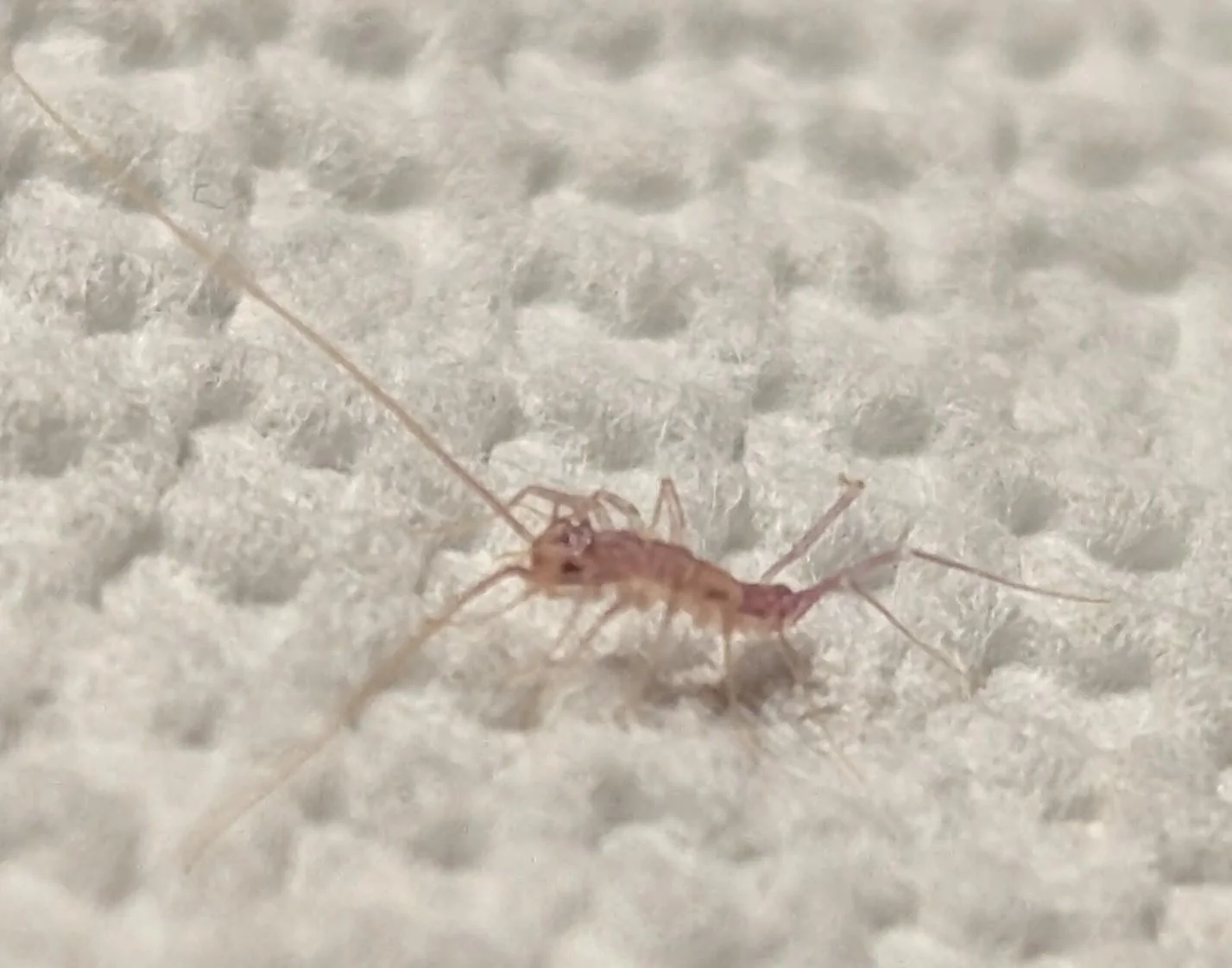 Scutigera piccola in casa: contando le zampe scopri quanti mesi ha e se è nata dentro le mura