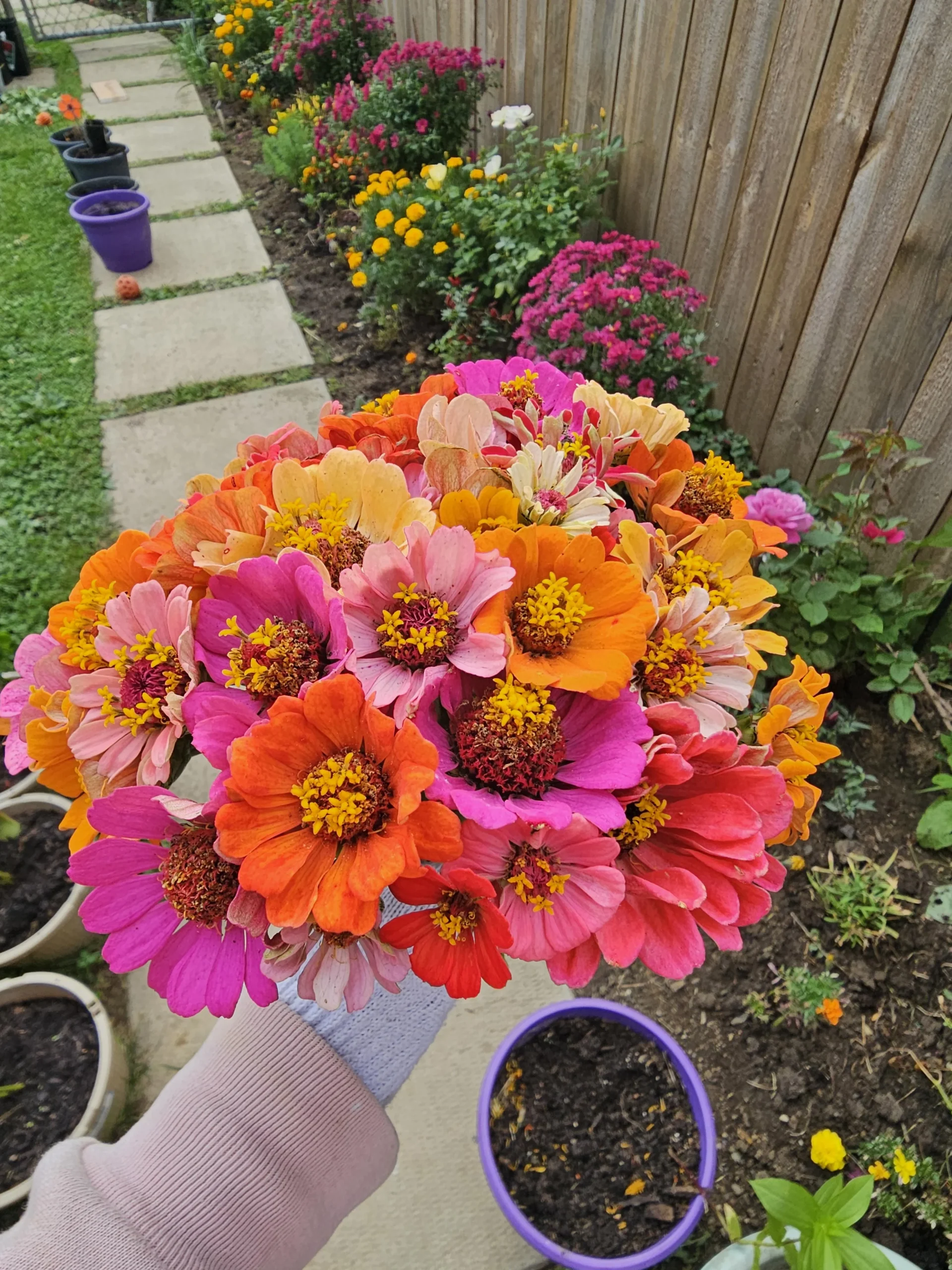 Semi di zinnia, quando raccoglierli: i 3 segnali del capolino maturo (e perché quasi tutti seminano la pula)