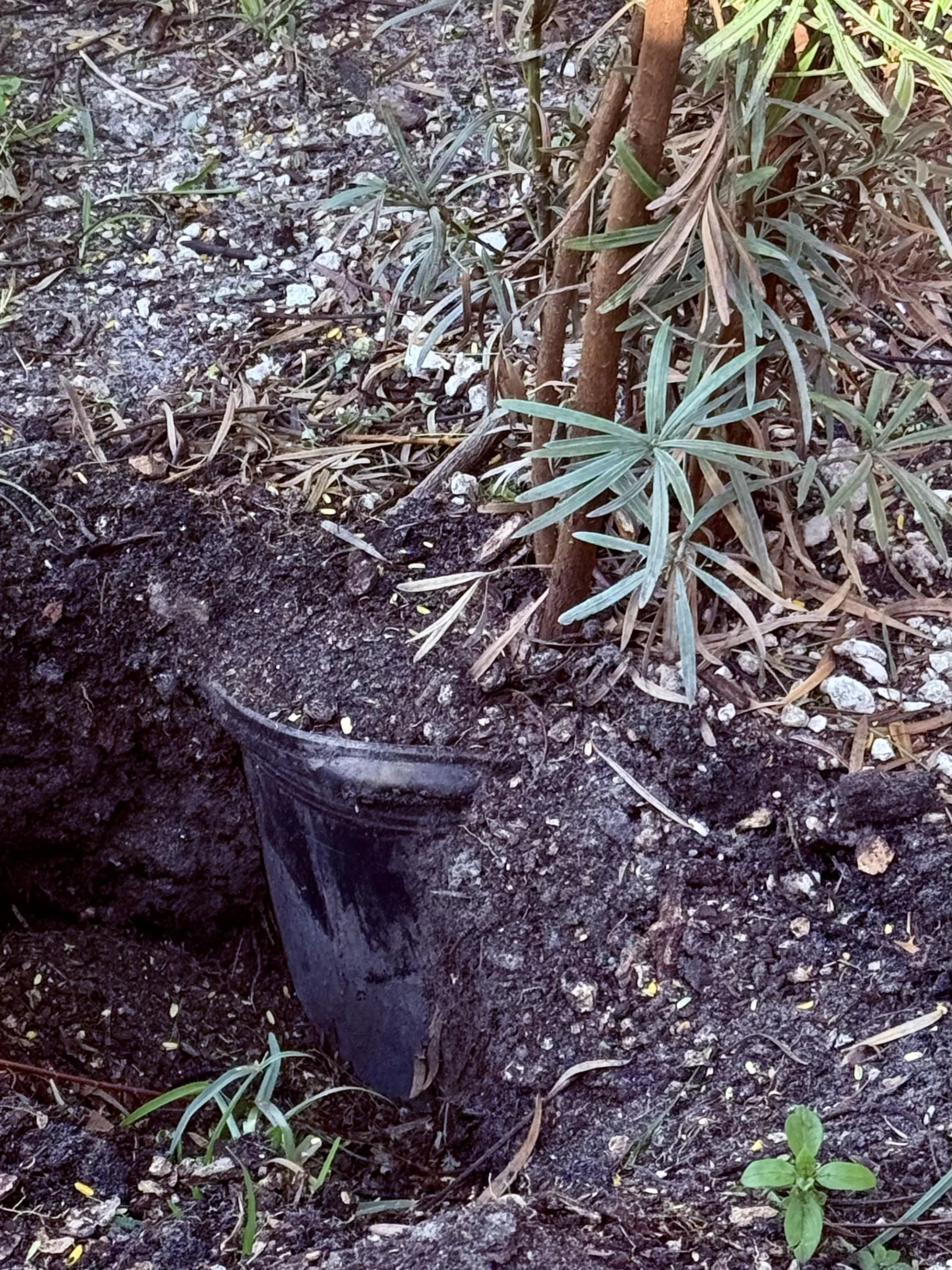 Siepe nuova che secca tutta insieme: il vaso mai tolto e il collaudo da fare prima di pagare
