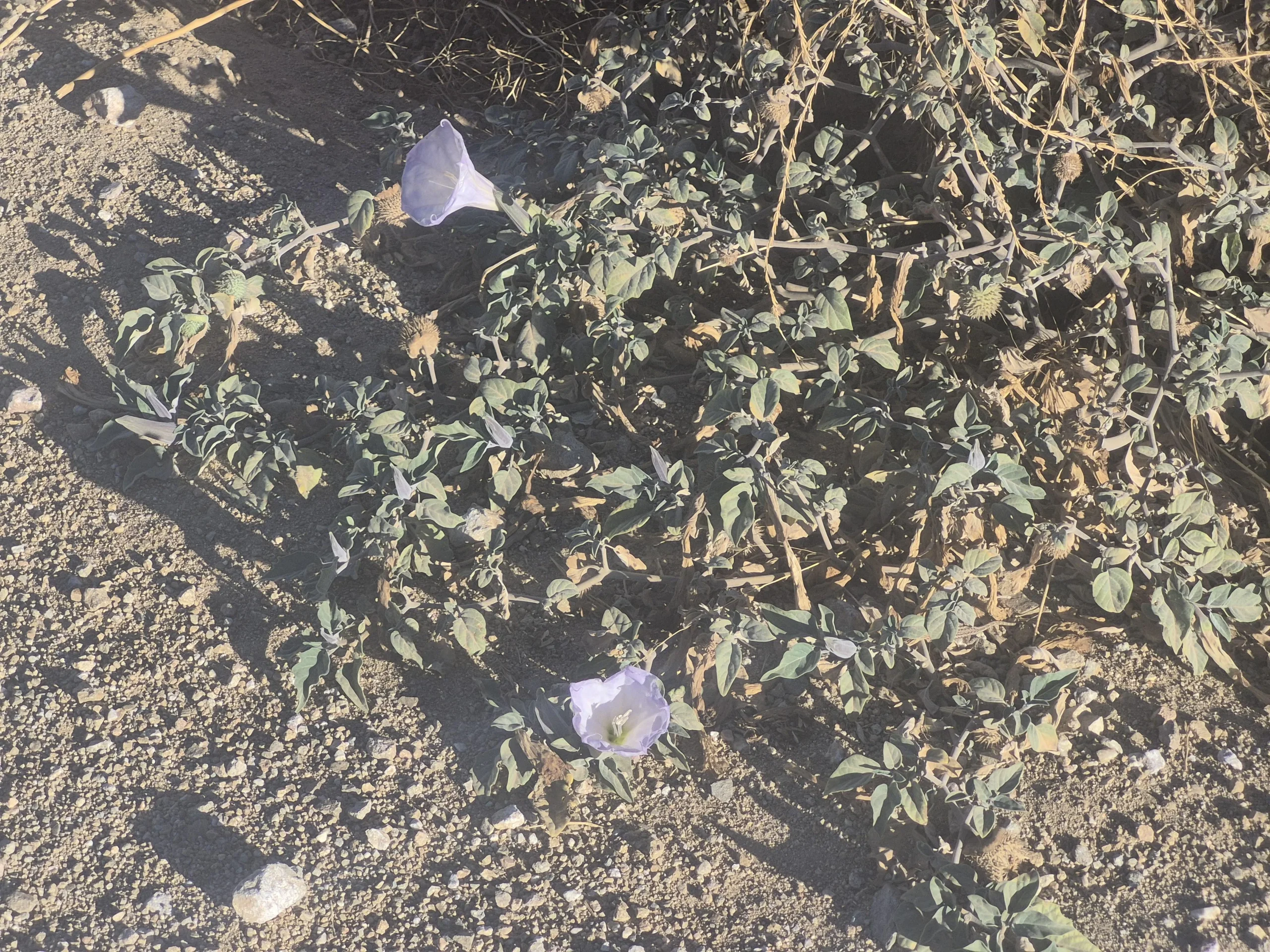 Stramonio, il fiore che si apre solo al tramonto: come riconoscerlo nell'orto prima che faccia i ricci spinosi