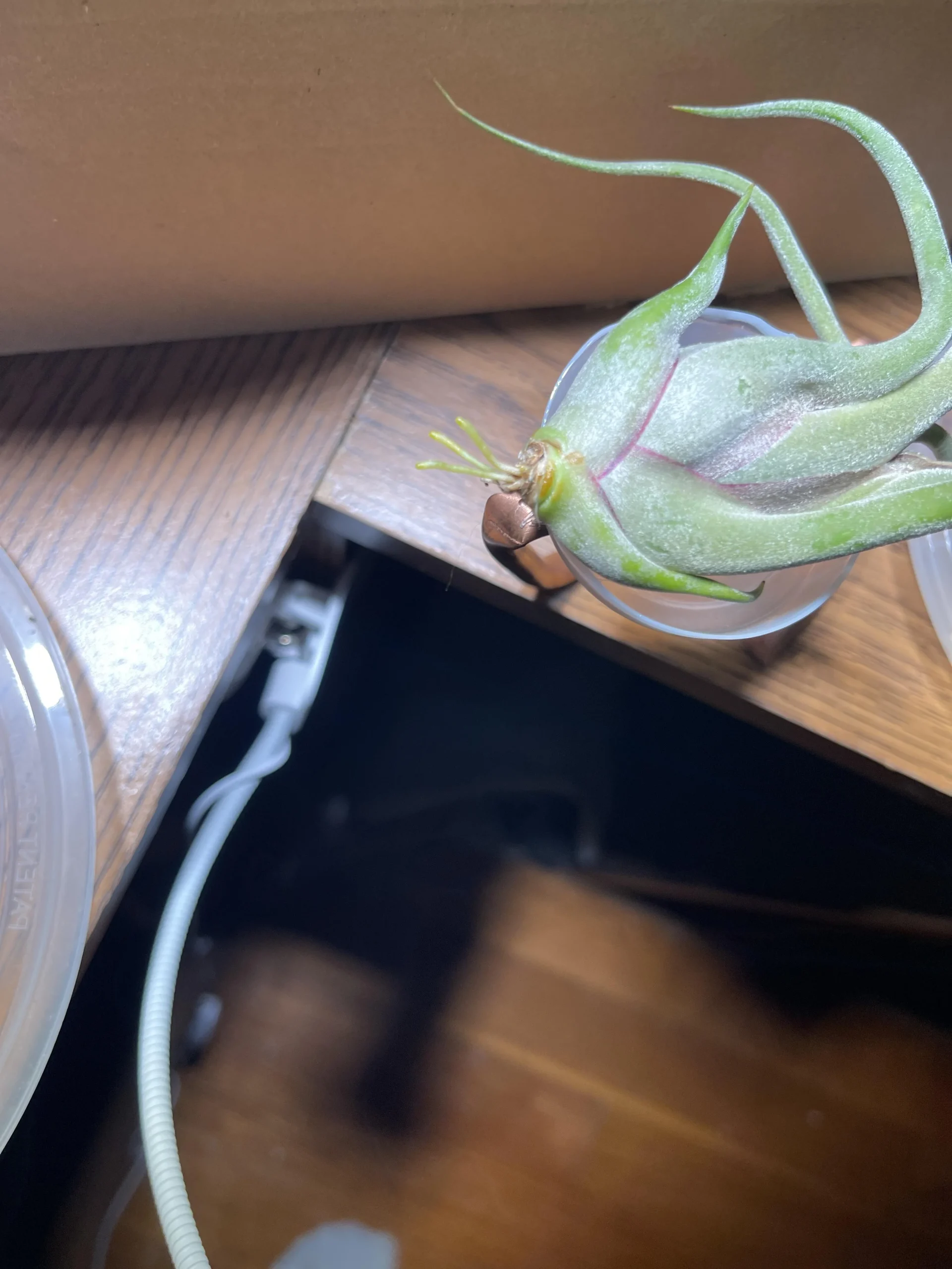 Tillandsia che fa le radici: non è malata, ti sta dicendo che vuole restare lì