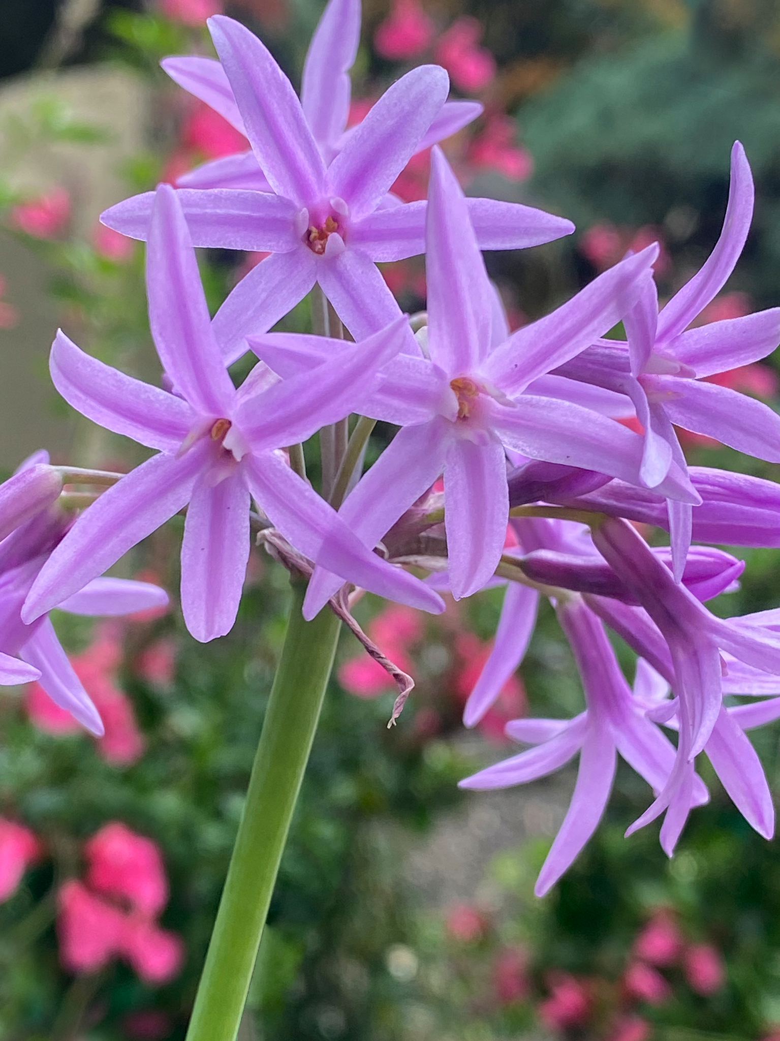 Tulbaghia violacea, la bordura che profuma d'aglio solo se la sfiori e fiorisce sei mesi
