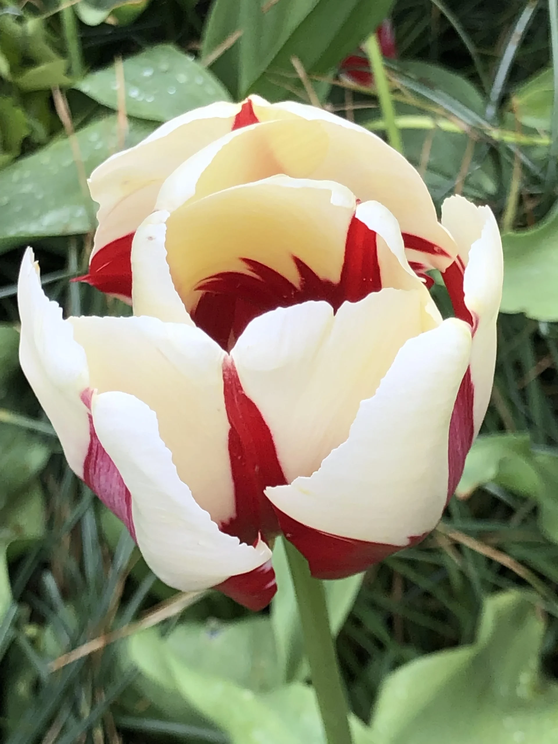 Tulipani striati: quella fiamma sul petalo è bellezza o è un virus? Il test in 60 secondi