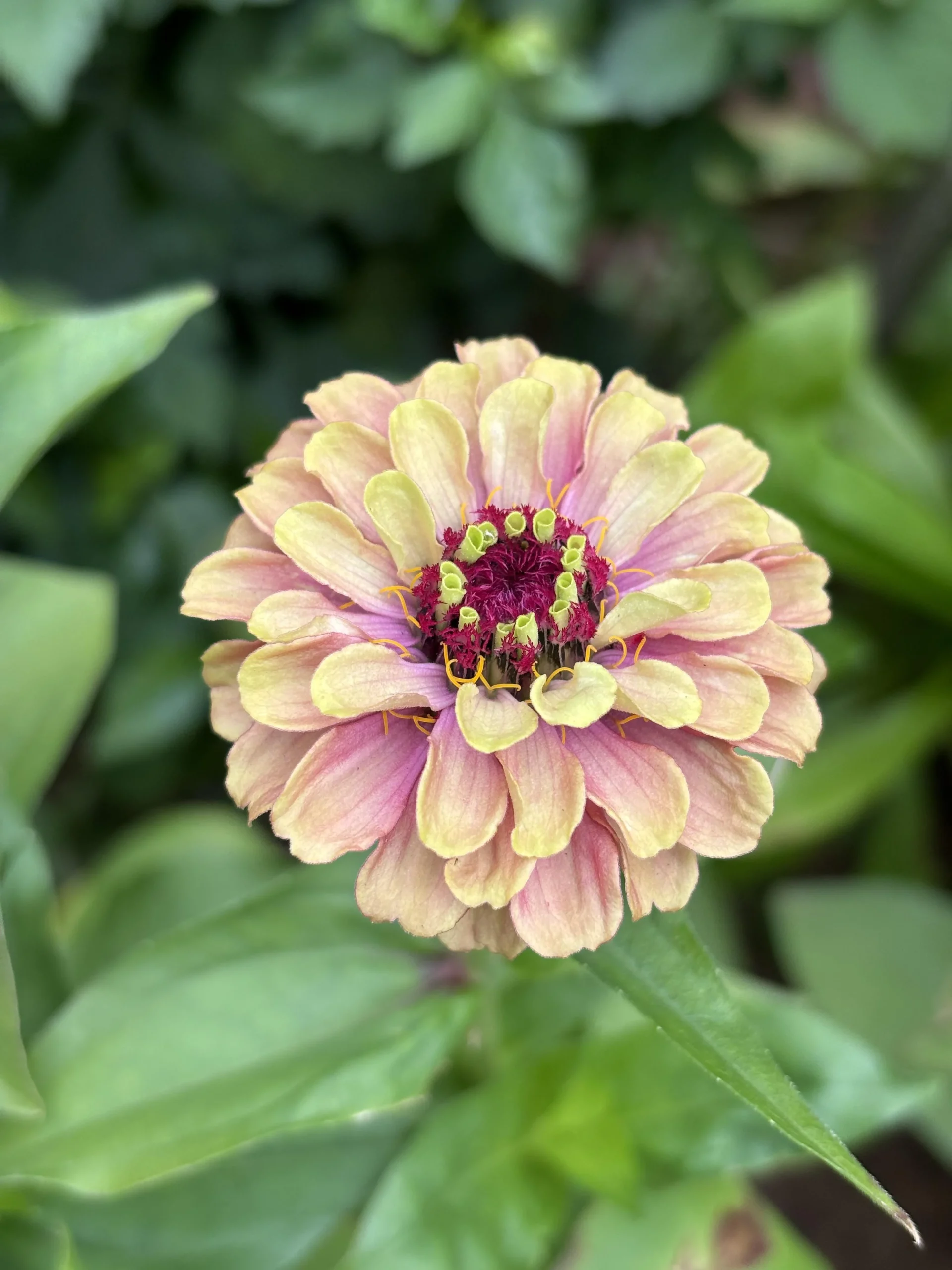 Zinnia verde Queen Lime: perché il colore sbiadisce e come farlo durare