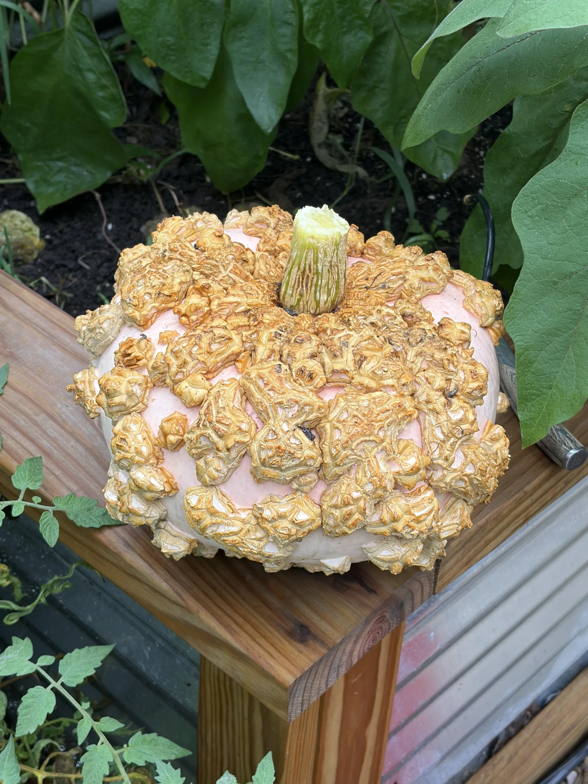 Zucca Galeux d'Eysines: perché la scorza si riempie di verruche e cosa significa davvero