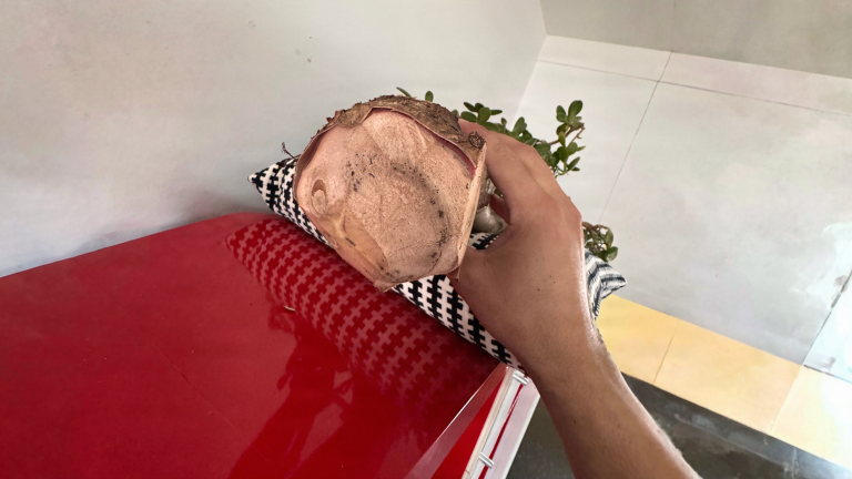 Albero di giada con il fusto molle: come leggere il taglio e capire dove fermare le forbici