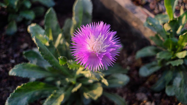 Amberboa moschata: il fiore profumato di miele che in vivaio non trovi mai, e si semina adesso