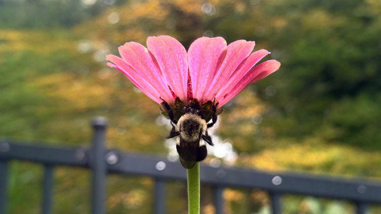 Ape immobile sul fiore all'alba: dorme, ha freddo o sta morendo? Come capirlo in 60 secondi