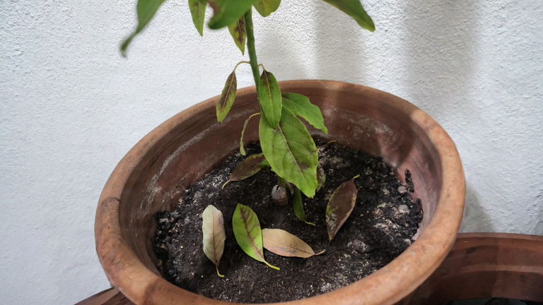 Avocado in casa pieno di insetti sotto le foglie: riconosci il parassita in 60 secondi e fermalo senza veleni