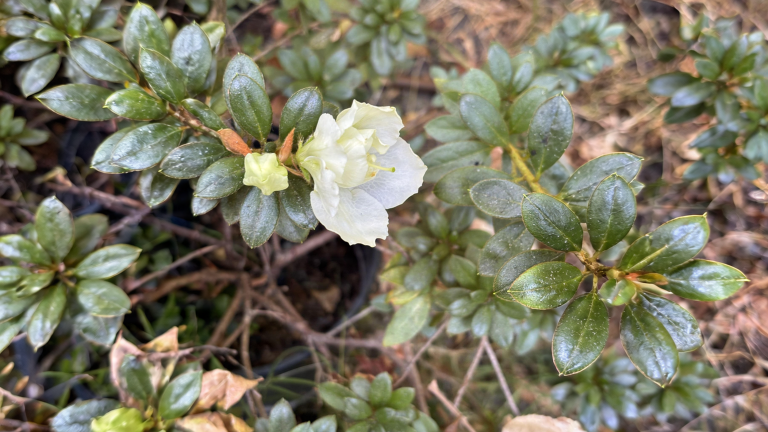 Azalea non fiorisce? Guarda le gemme in autunno e scopri subito se fiorirà a primavera