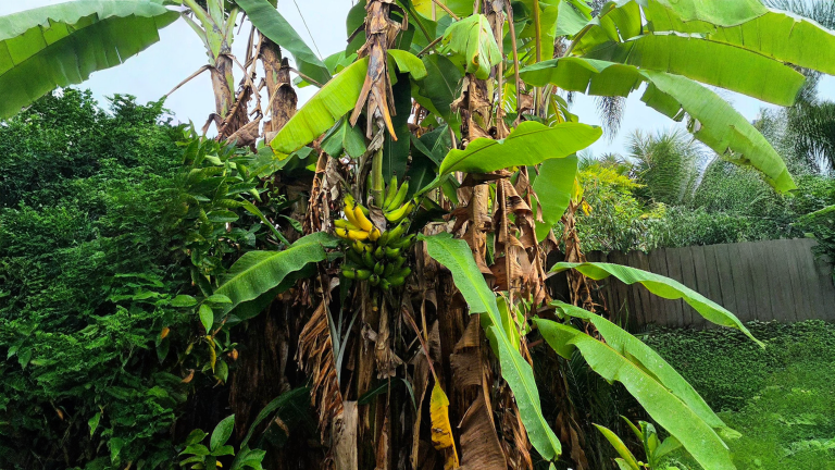 Banane che sanno di caramella: la varietà scomparsa e come far fruttificare un banano in Italia
