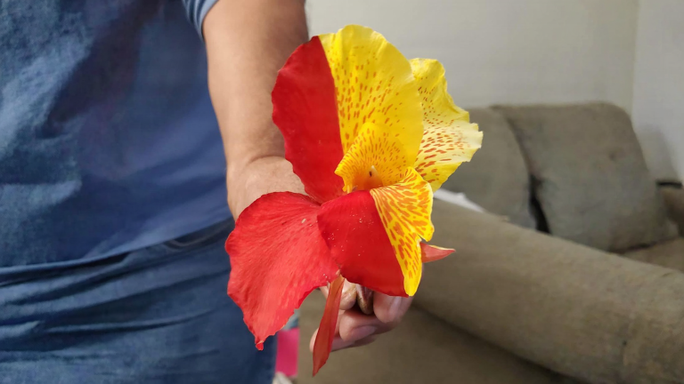Bella di notte con fiori bicolori: i geni che saltano dipingono i petali. Come tenere le piante più belle