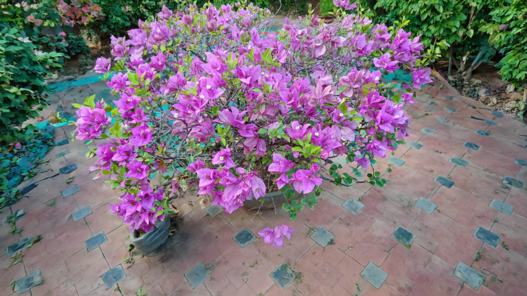 Bouganvillea in inverno: perché perde le foglie, come salvarla dal freddo e farla rifiorire