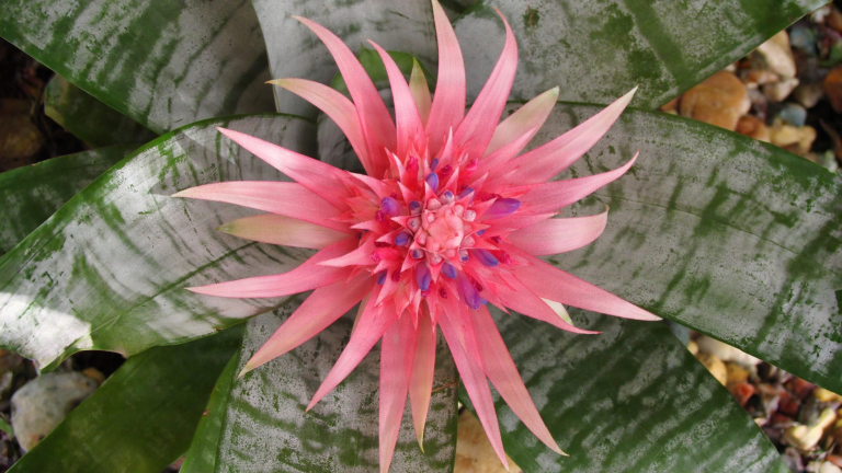 Bromelia dopo la fioritura: perché la pianta madre muore, come salvare i figli e il trucco della mela