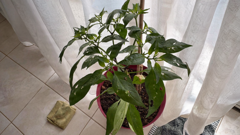 Buchi nelle foglie del peperoncino e palline nere sotto: come scoprire il bruco che non vedi