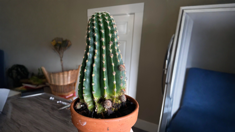 Cactus marrone alla base: come capire in 60 secondi se è corteccia o marciume