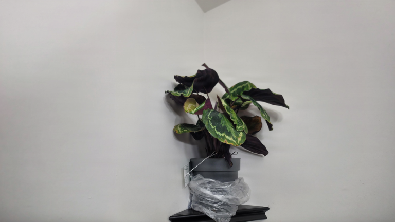 Calathea con foglie secche e bordi marroni dopo l'acquisto: cosa succede davvero nei primi 30 giorni