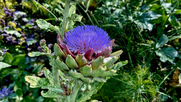Carciofo in fiore: perché quel pennacchio viola vale più di un capolino