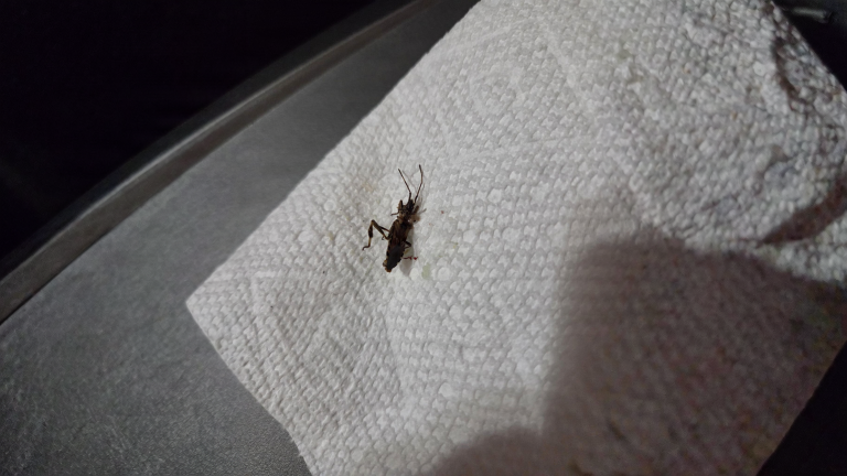 Cimice asiatica in casa: perché a ottobre entra in camera e perché puzza di coriandolo se la schiacci