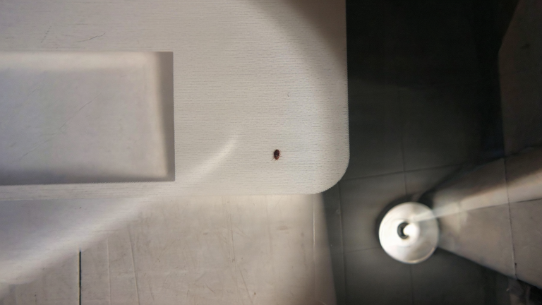 Cimici dei letti e congelatore: perché il freezer di casa non le uccide (e cosa funziona in un pomeriggio)