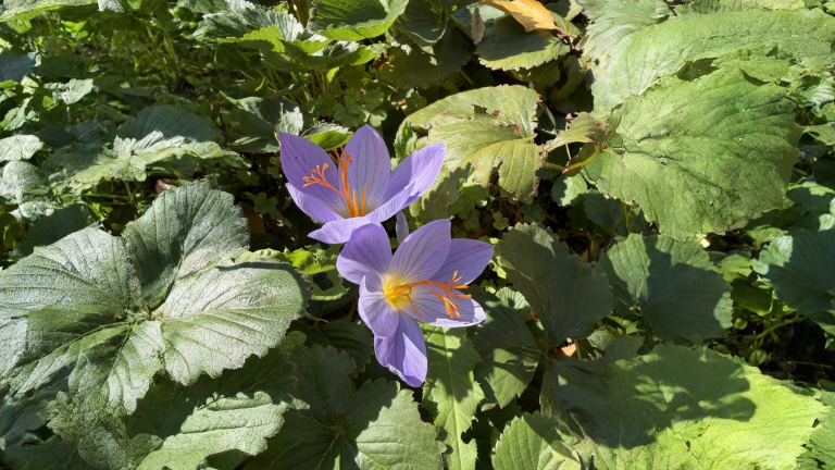Colchico autunnale: il fiore che sboccia senza foglie e il test in 60 secondi per non confonderlo con lo zafferano