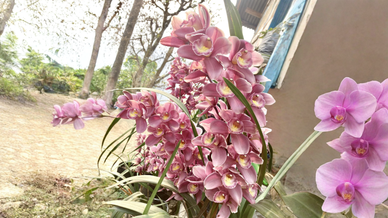 Come far fiorire il Cymbidium: il segreto sono le notti fredde d'autunno, non il salotto caldo