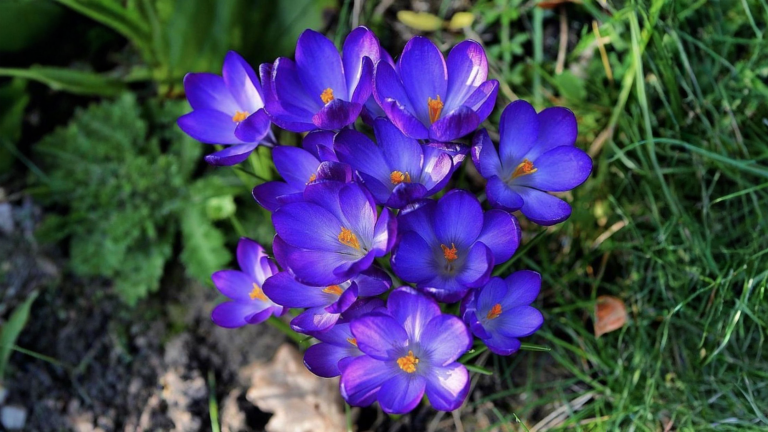Crocus nel prato: il meccanismo segreto per cui venti cormi diventano un tappeto fiorito