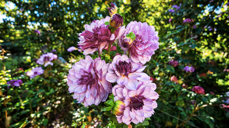 Dalie a ottobre: perché i fiori d'autunno sono i più belli e perché la collezione del prossimo anno si decide adesso