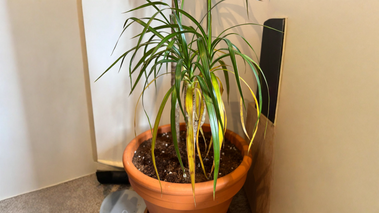 Dracena con foglie gialle che cadono: l errore di togliere le foglie basse e dove tagliare davvero