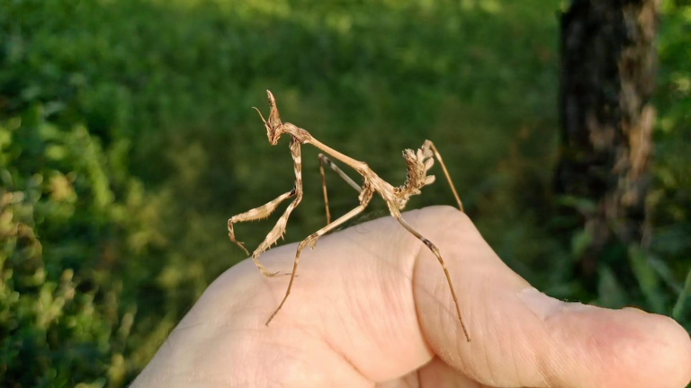 Empusa, la mantide con la cresta che sembra un rametto e passa l'inverno da giovane