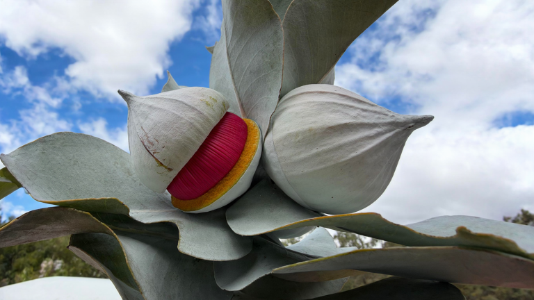 Eucalyptus macrocarpa, il fiore più grande del genere: come coltivarlo in vaso senza ucciderlo