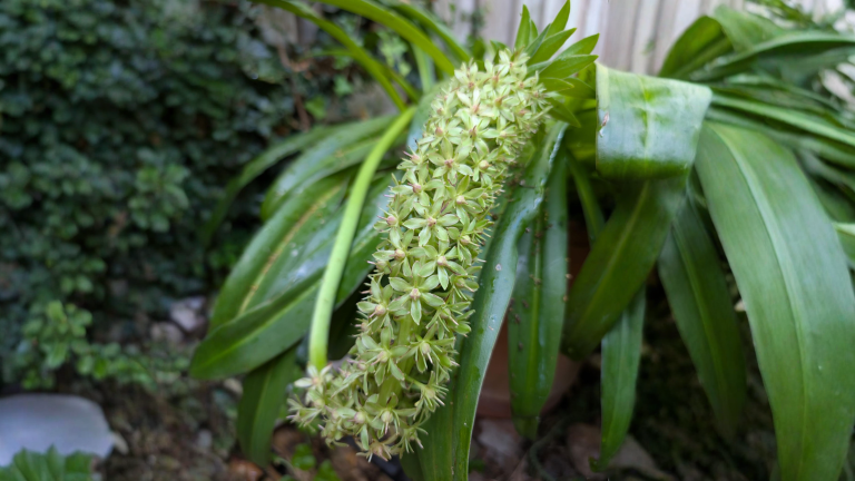 Eucomis, il giglio ananas: conta gli steli fiorali e capirai cosa sta chiedendo il bulbo