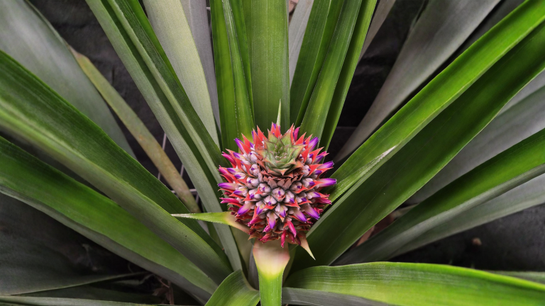 Far fiorire l'ananas in vaso: i fiorellini viola sono l'orologio del frutto