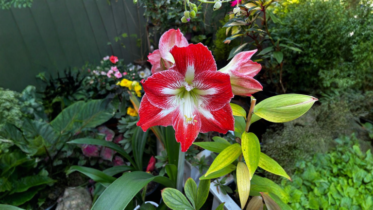 Far rifiorire l'amaryllis: conta le foglie del bulbo e saprai la data del fiore