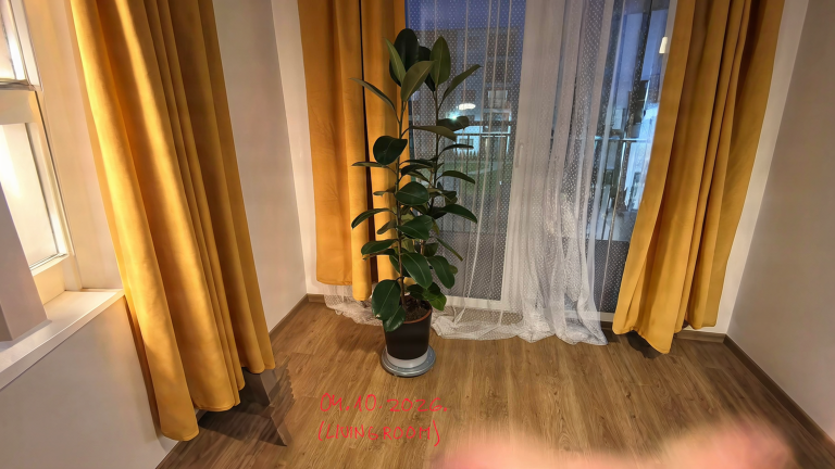 Ficus elastica con foglie afflosciate dopo il rinvaso e terra sempre bagnata: cosa sta succedendo
