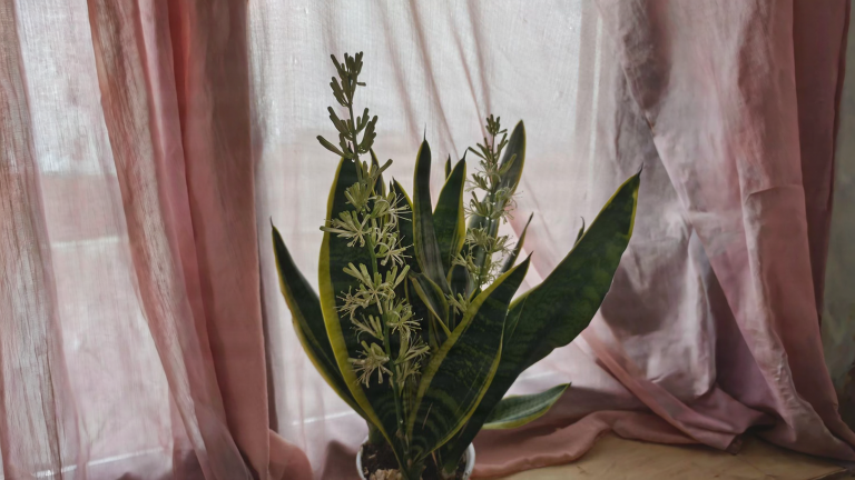 Fiore di sansevieria: perché compare, cosa costa alla pianta e cosa fare subito dopo