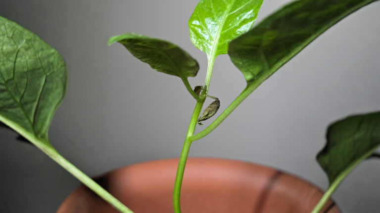 Foglie di peperoncino deformate e lucide: il colpevole è lungo 0,2 mm e non lo vedi