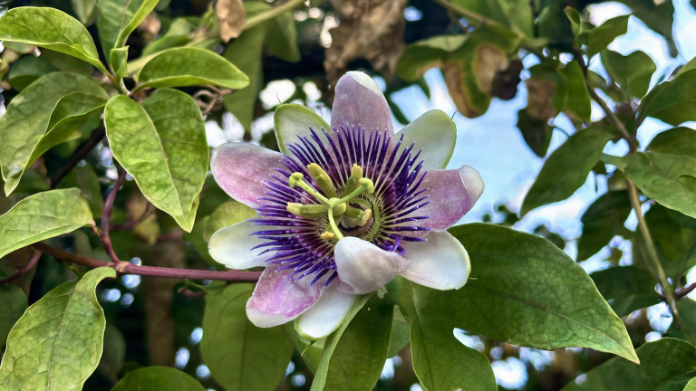 Frutti arancioni della passiflora: si mangiano davvero? Sapore, rischi e come riseminarla