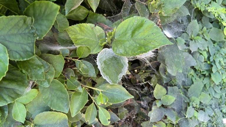 Gallerie bianche sulle foglie: chi le scava davvero e perché quasi mai serve spruzzare